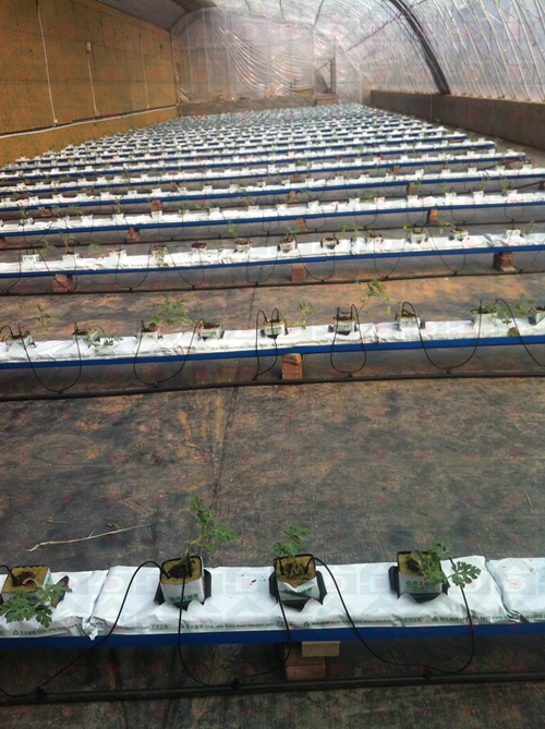 lowcarbonday.com